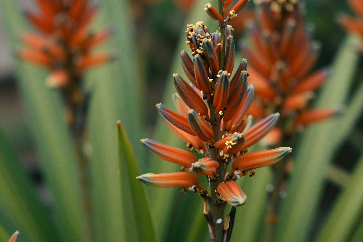Fiori di sansevieria che profumano di vaniglia: il trucco per attivare questa magia in casa tua